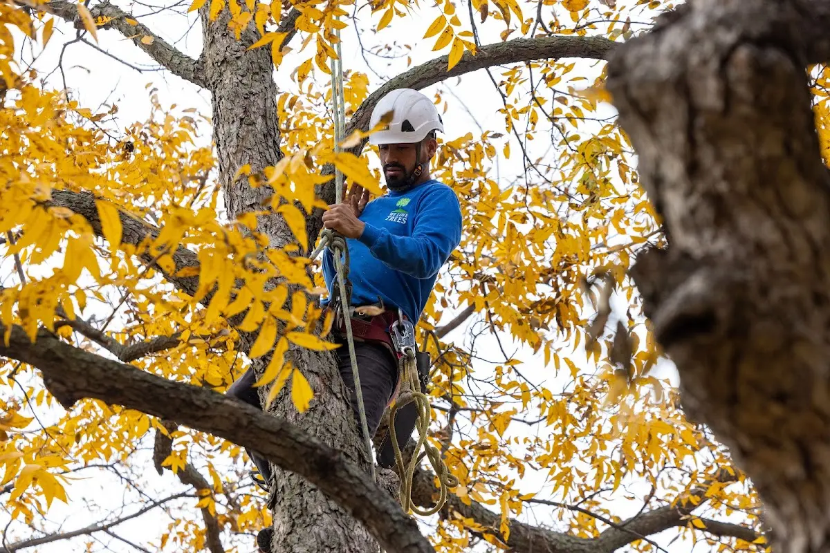 Skilled Tree Transplanting crew working in Caldwell